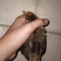 جوجه