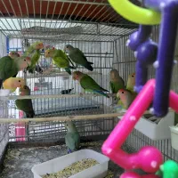 گرینچیک عروس هلندی طوطی برزیلی قناری ملنگو سهره|پرنده|کرج, شهرک رضوانیه|دیوار