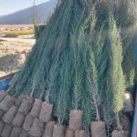 نهال|خدمات باغبانی و درختکاری|سده (خراسان جنوبی), |دیوار