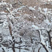 فروش باغ منشاد