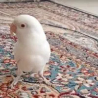 طوطی برزیلی|پرنده|بندر ماهشهر, |دیوار