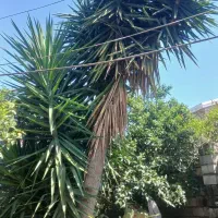 یوکا بزرگ غول پیکر