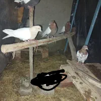 کبوتر باشلی و کینحلی