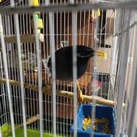 مرغ مینا سخنگو|پرنده|شهریار, یوسف آباد صیرفی|دیوار