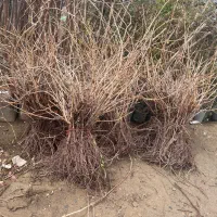 فروش نهال انگور ردکارنت