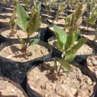 پسته گل دونی