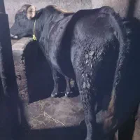 گاو نر دورگه جرسی