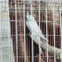 عروس هلندی|پرنده|خاش, |دیوار