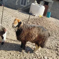 قوچ وبره قوچی|حیوانات مزرعه|کوه چنار, |دیوار