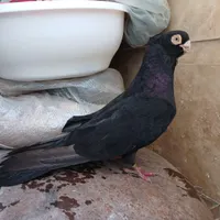 کبوتر زاغ صرب|پرنده|فولادشهر, C1|دیوار