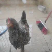 خروس  ۵ماهه|حیوانات مزرعه|پرند, فاز ۶|دیوار