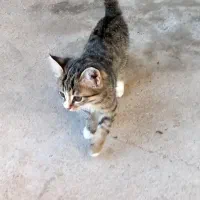 خودش هم نره