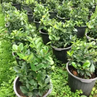 فروش یاس کاملیا ناندانیا شمشاد لاوسون و....|خدمات باغبانی و درختکاری|کلاچای, |دیوار