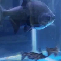 فروش ماهی|ماهی|ماکو, |دیوار