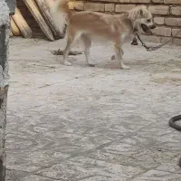 سگ پاپی یک ملیون