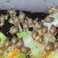 فروش بچه حلزون سالم  مناسب پرورش و تکثیر