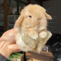 خرگوش لوپ وارداتی/نژاد کمیاب
