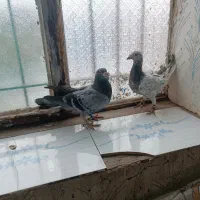 دو عدد کبوتر|پرنده|رشتخوار, |دیوار