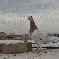 زرد هفترگ ماده