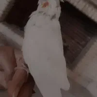 عروس هلندی