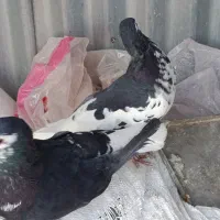 نرما ده شیرازی|پرنده|کرمان, |دیوار