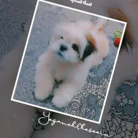 سگ مالتیپو|سگ|قزوین, |دیوار