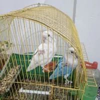 طوطی برزیلی