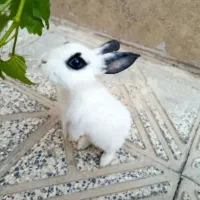 خرگوش مینیاتوری