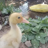 جوجه اردک یک ماهه