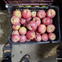 سیب سفید و قرمز|خوردنی و آشامیدنی|هریس, |دیوار