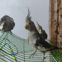 جوجه عروس هلندی|پرنده|رشت, کوی مهر|دیوار