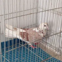 کفتر|پرنده|خرمدره, |دیوار