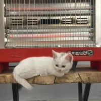 واگذاری بریتیش