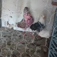 یک جفت کبوتر پرشی