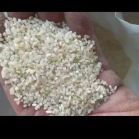 عرضه برنج عنبربو شوشتری یاران و کامفیروزی|خوردنی و آشامیدنی|خمینیشهر, |دیوار