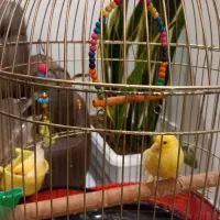 یک جفت قناری نر و ماده همراه قفس