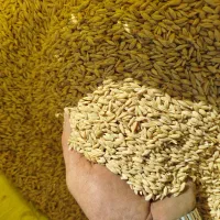 جو آبی|خدمات باغبانی و درختکاری|سنقر, |دیوار