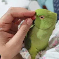 طوطی ملنگو جفت