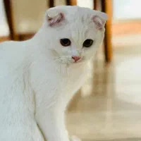 گربه اسکاتیش بریتیش سفید