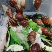 حلزون آچاتینا