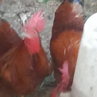 خروس
