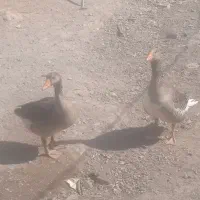 یک جفت غاز نر و ماده به فروش می‌رسد