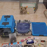 توله پامرانین|سگ|شاهینشهر, بانک استان|دیوار