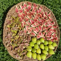 انجیرِ گلابی خشک مقوی و خوشمزه