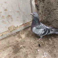 سبز پلاکی مسافتی ماده