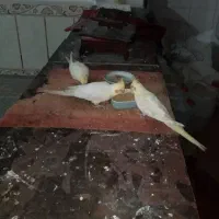 دو جفت عروس هلندی زیبا