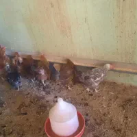 مرغ گلپایگانی محلی تخمگذار