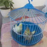 باسلام یک جفت پرنده  ب علت نداشتن وقت بفروش میرسد