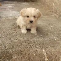 سلام سگ پاکوتاه