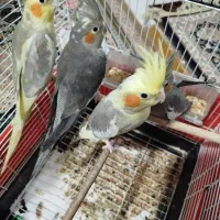 عروس هلندی سر حال وخوب